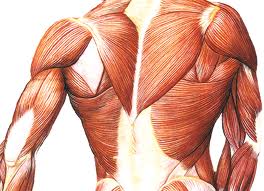скелетные мышцы